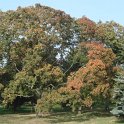 Acer platanoides automne